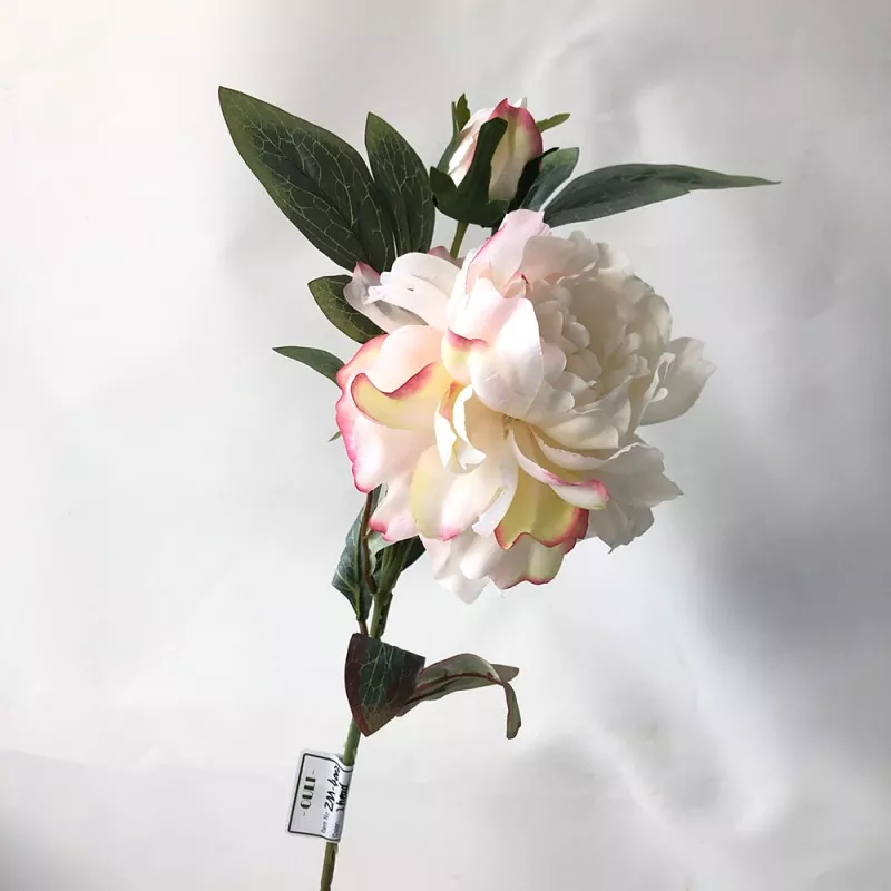 सुरुचिपूर्ण अशुद्ध peony खिलता है