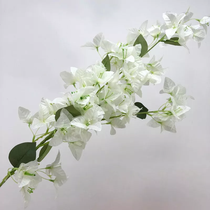 अशुद्ध bougainvillea फूल